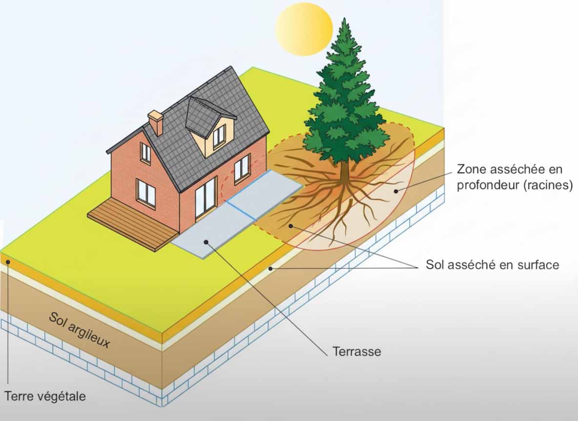 Schéma montrant les distances de sécurité recommandées entre arbres de différentes tailles et les fondations d'une maison